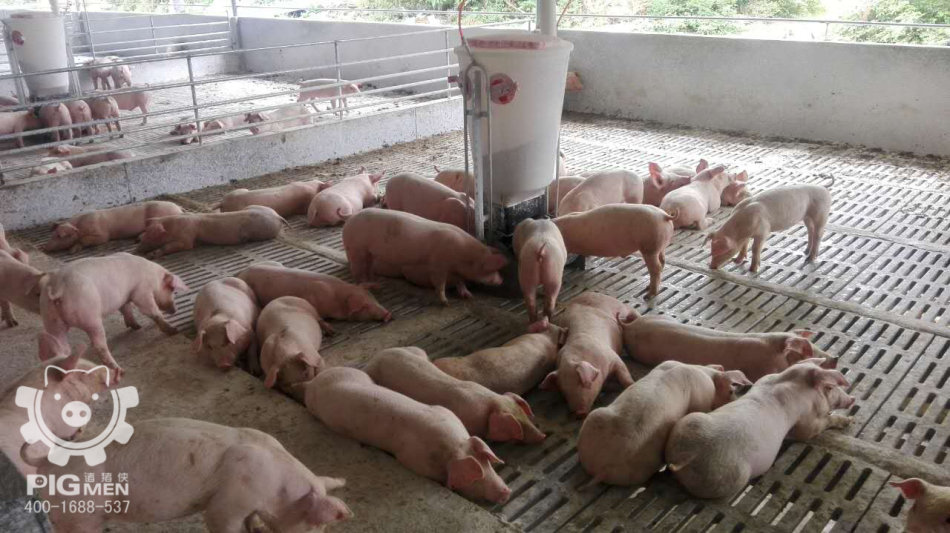 2016贺州绿园猪果业自动化猪舍整体工程记录
